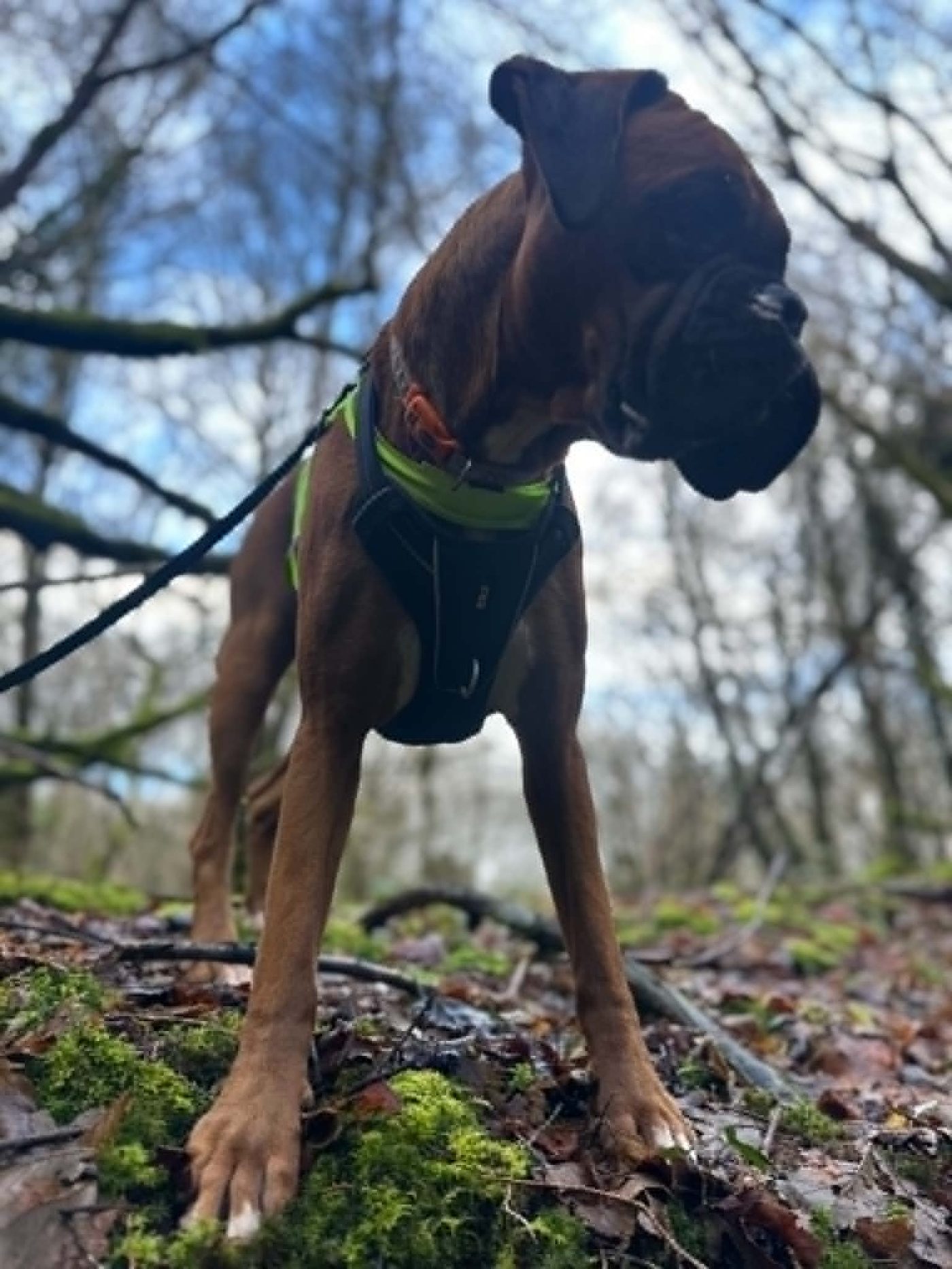 A boxer standing tall in the woods