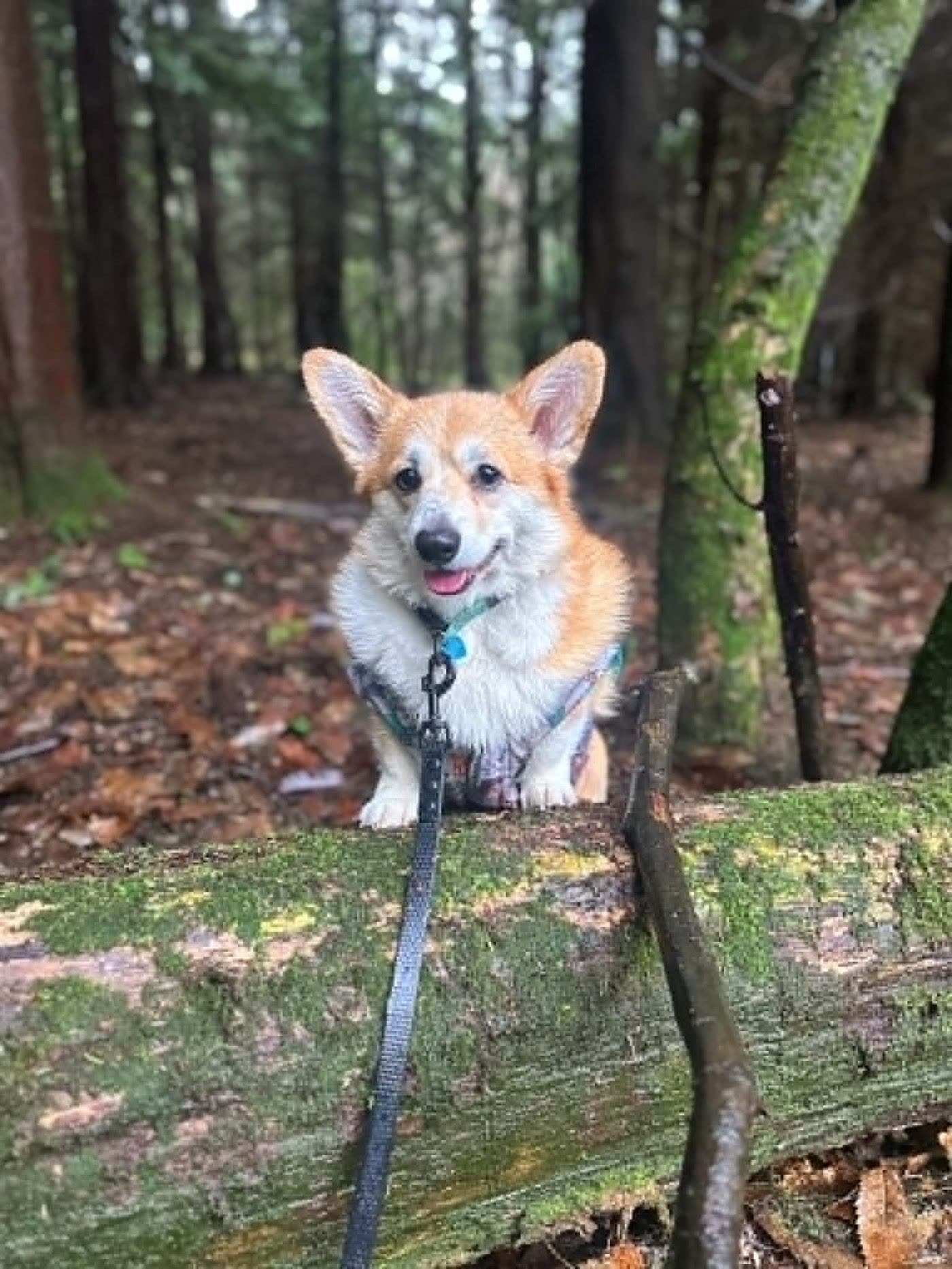 A corgi sitting behind a mossy log