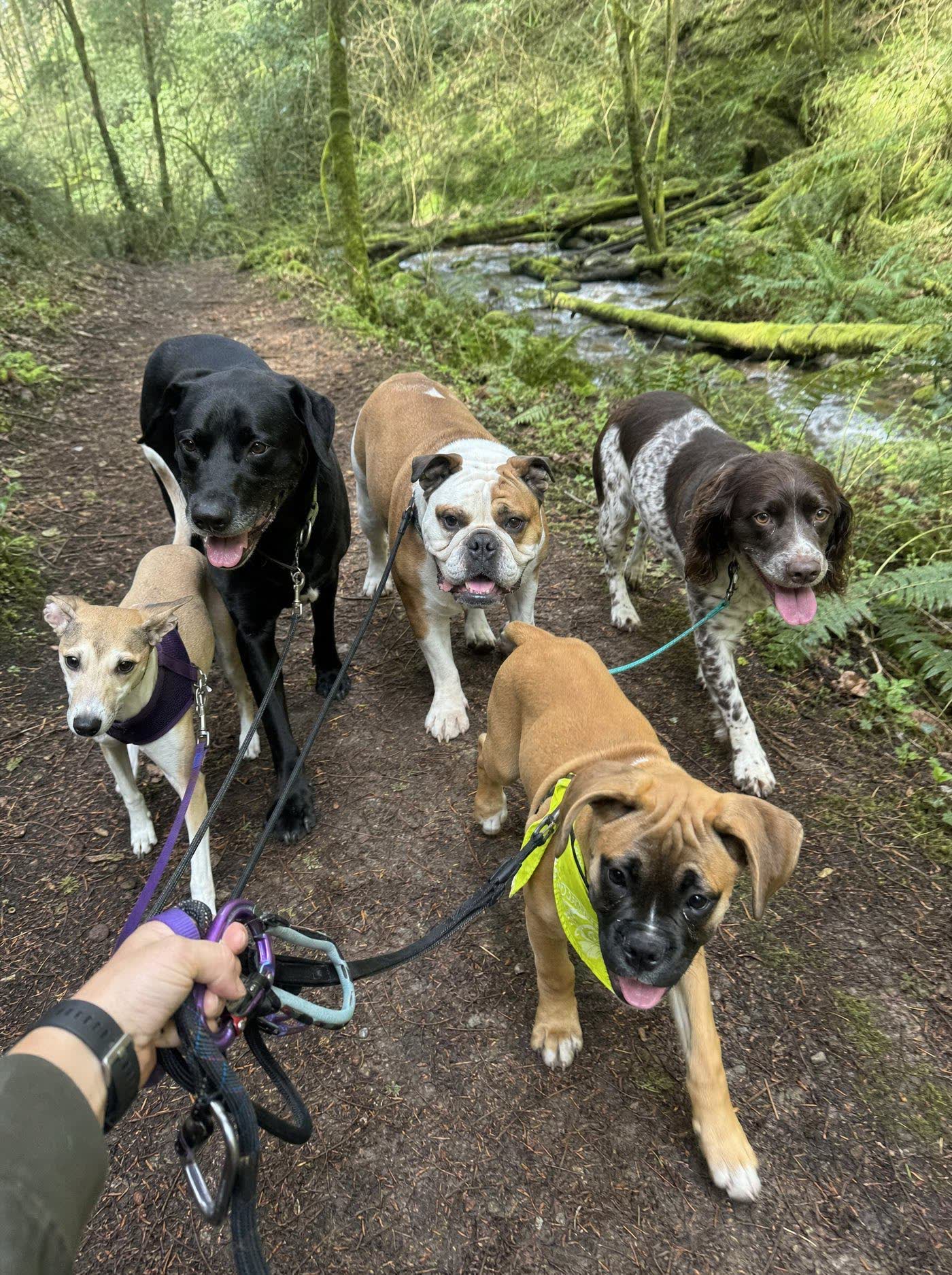 Five dogs on lead together on a woodland group walk with The Local Pack