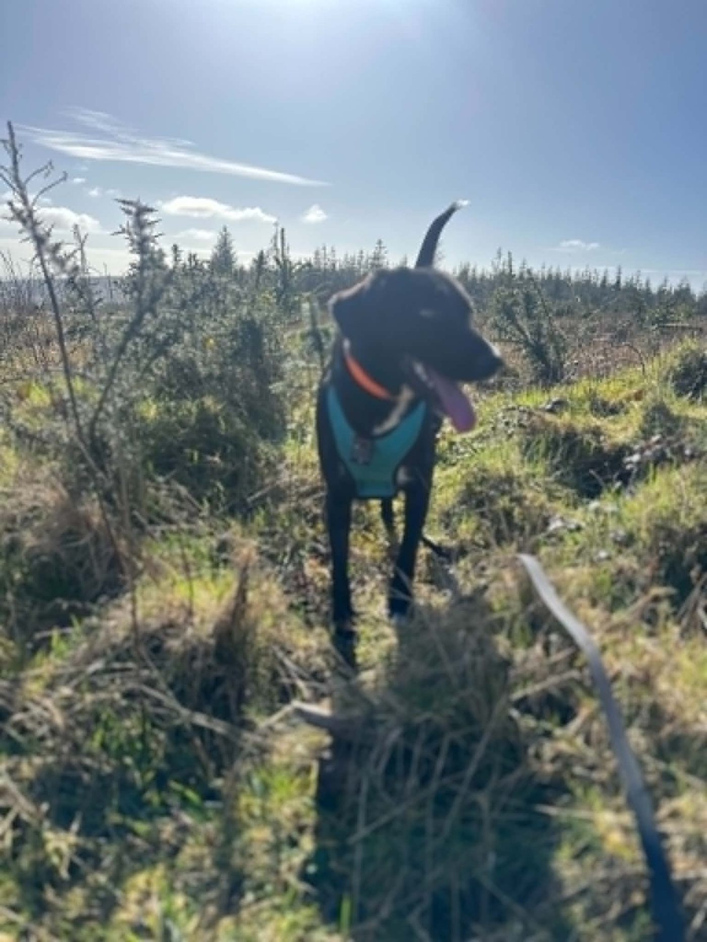 A happy dog out on a walk in the forestry, tongue out