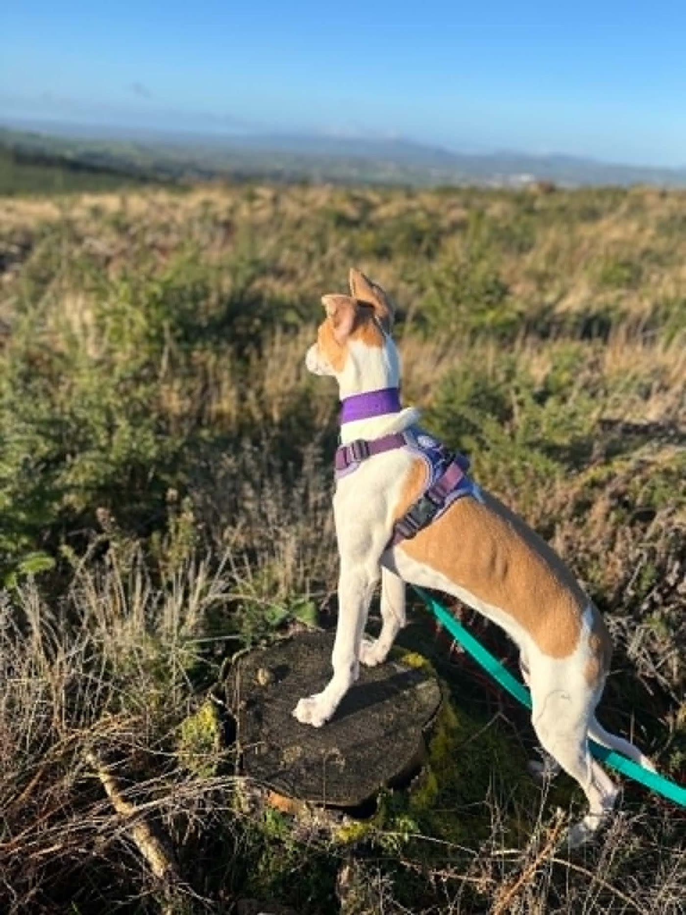 A dog surveying the Irish hills on a walk