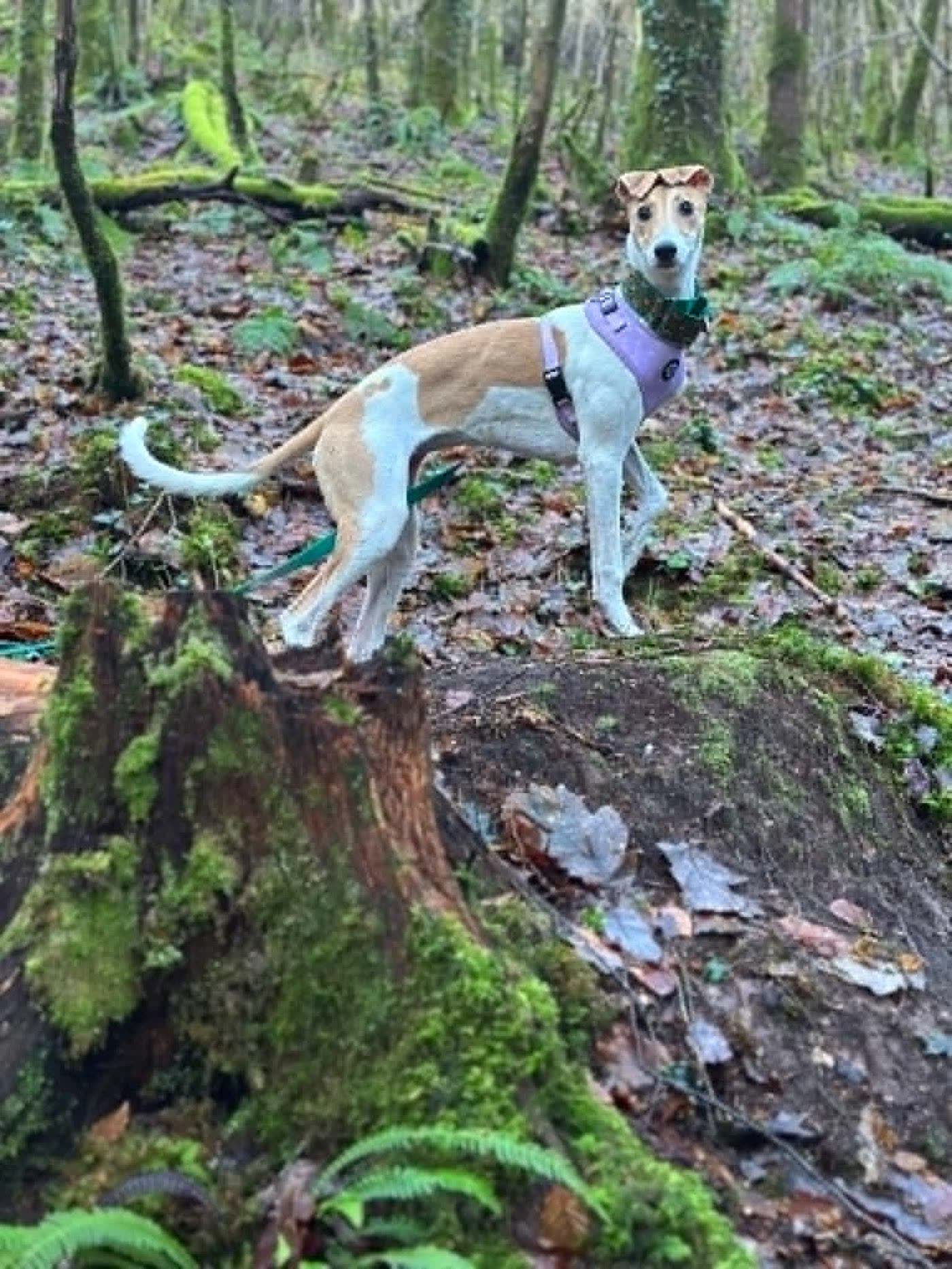 A lurcher posing on a mossy stump