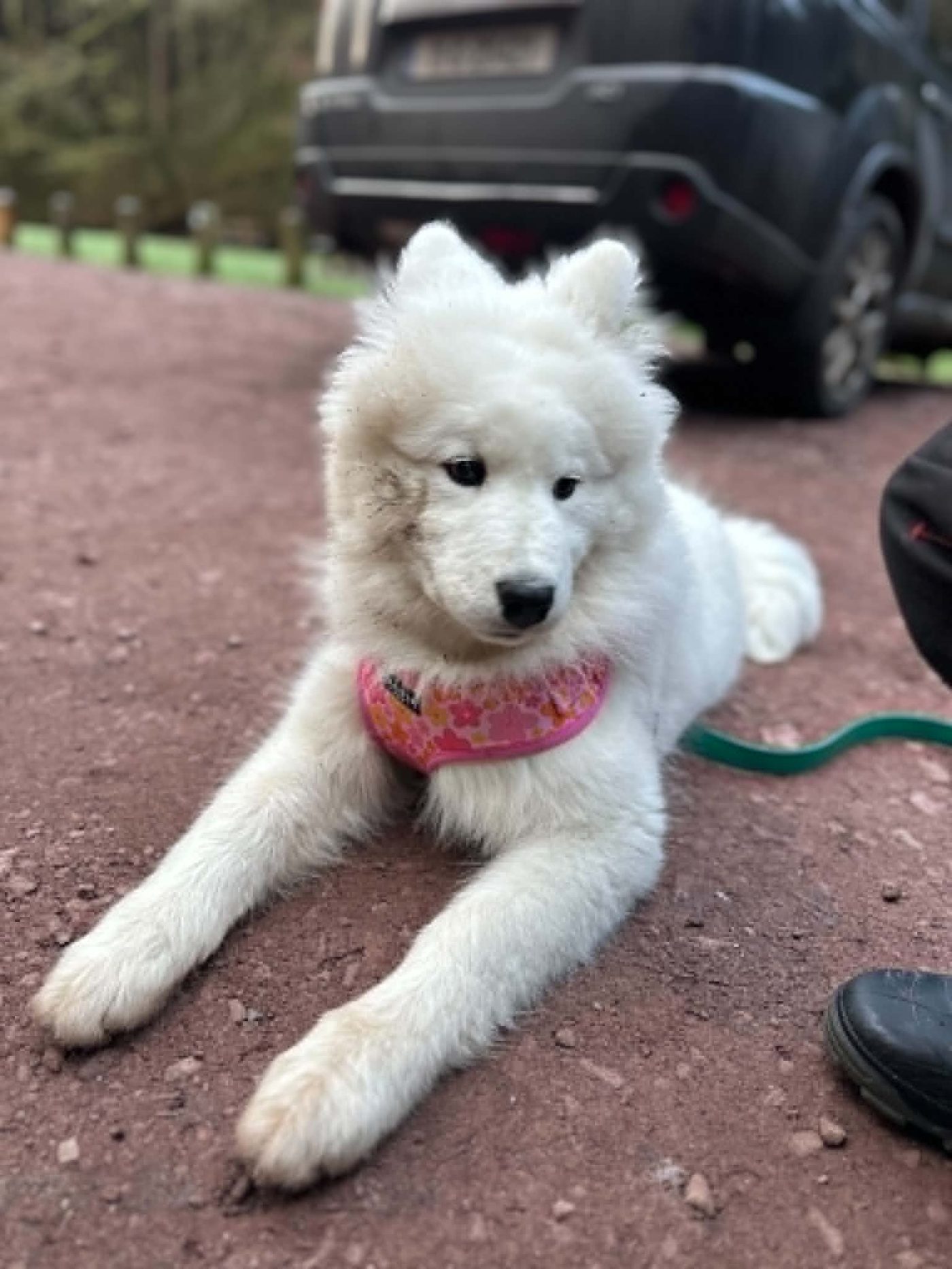 A fluffy Samoyed puppy