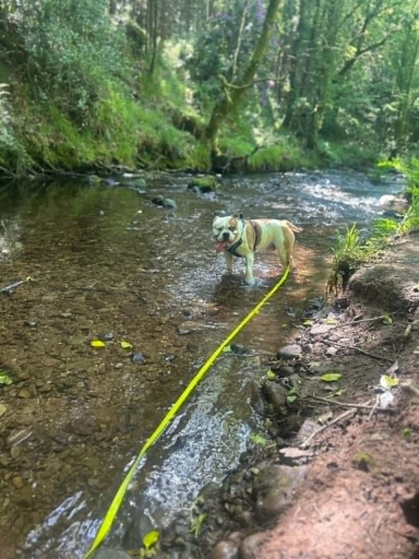 A bulldog wading through a river
