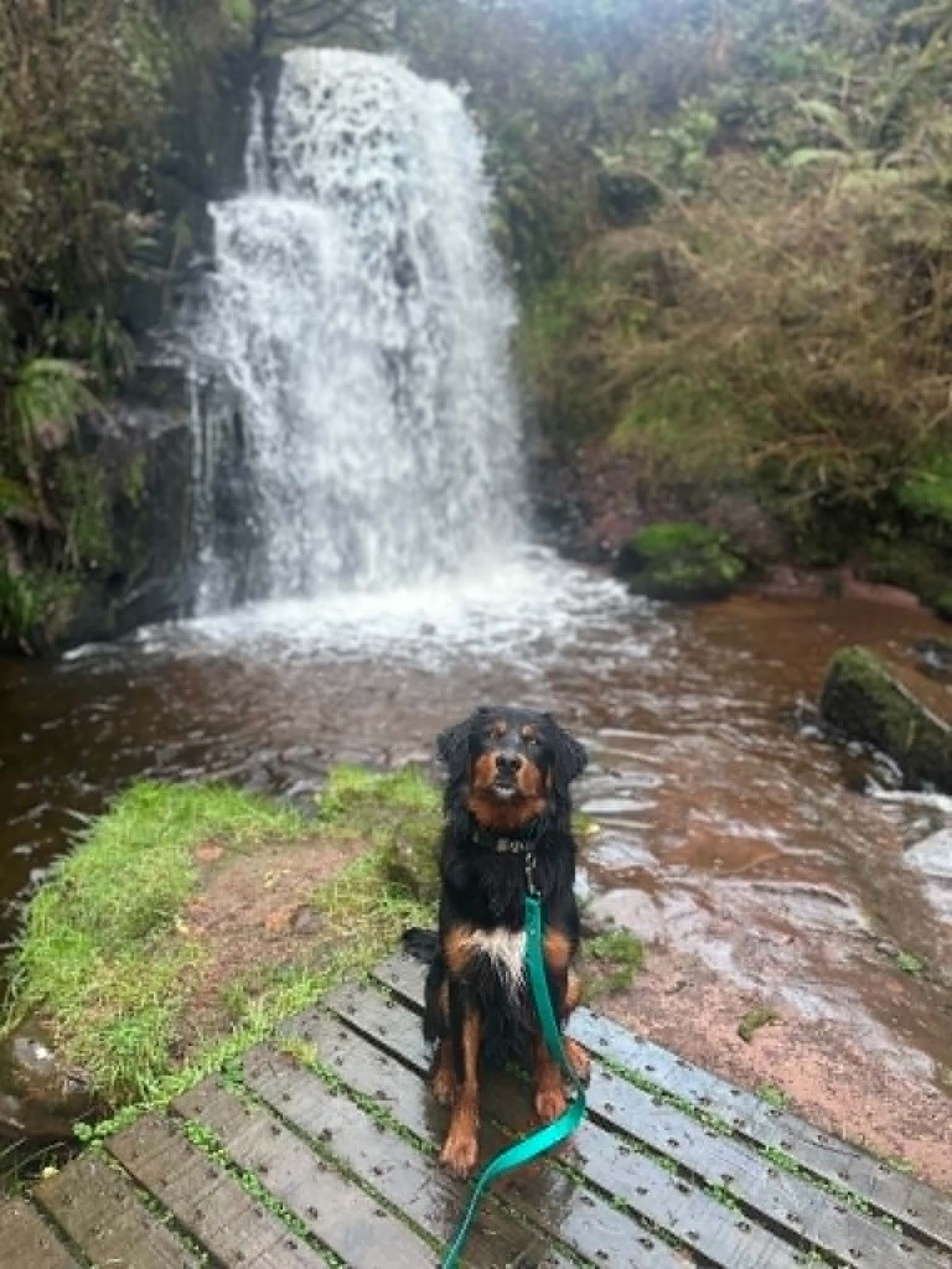 A dog sitting in front of a waterfall